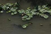 264-Delta del Danubio,7 agosto 2011